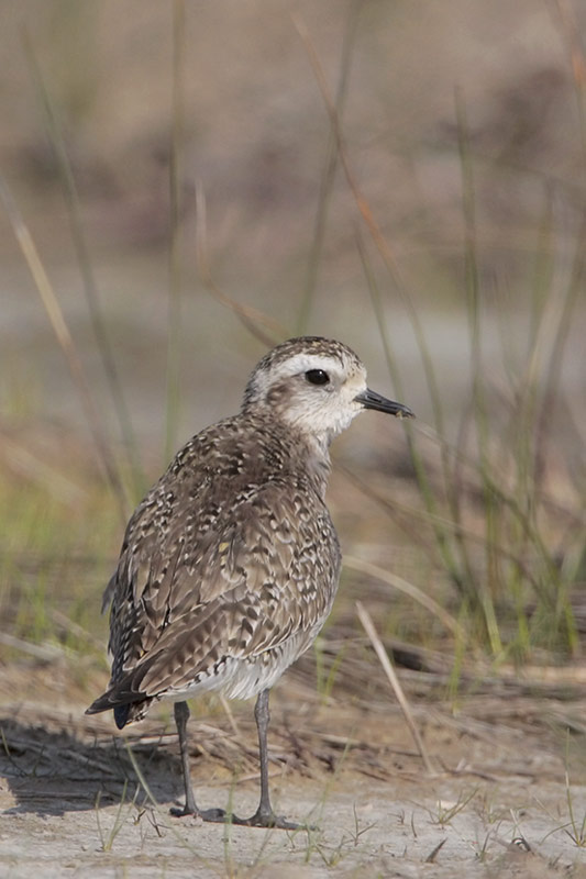 American Golden-Plover