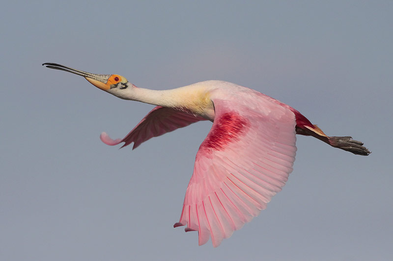 Roseate Spoonbill