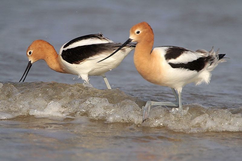 American Avocets fishing a school of minnows