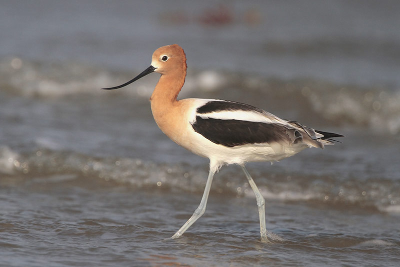 American Avocet