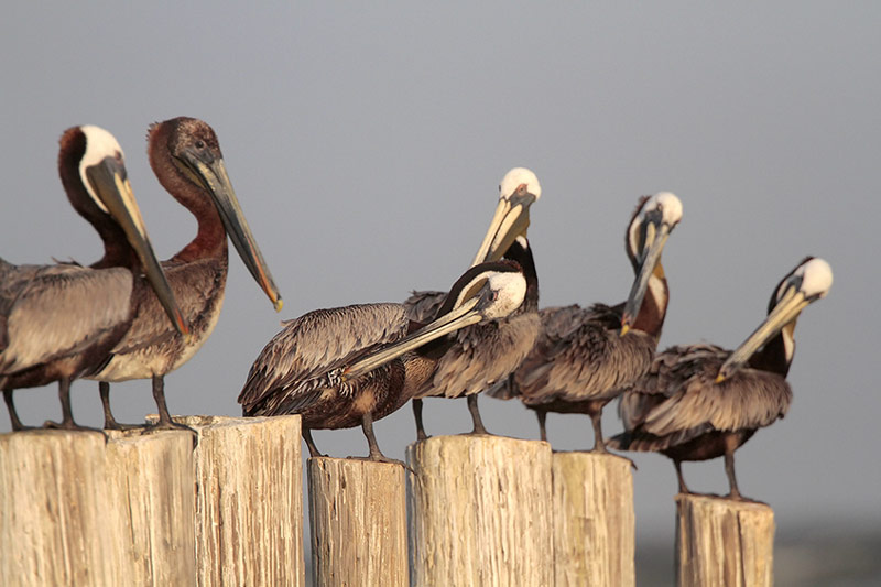 Brown Pelicans