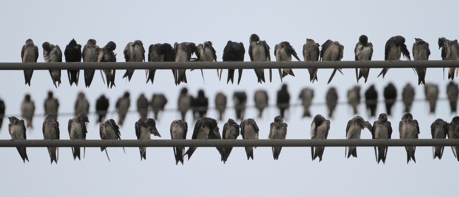 Purple Martins Roosting