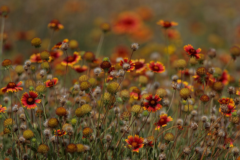 Late Summer Mix