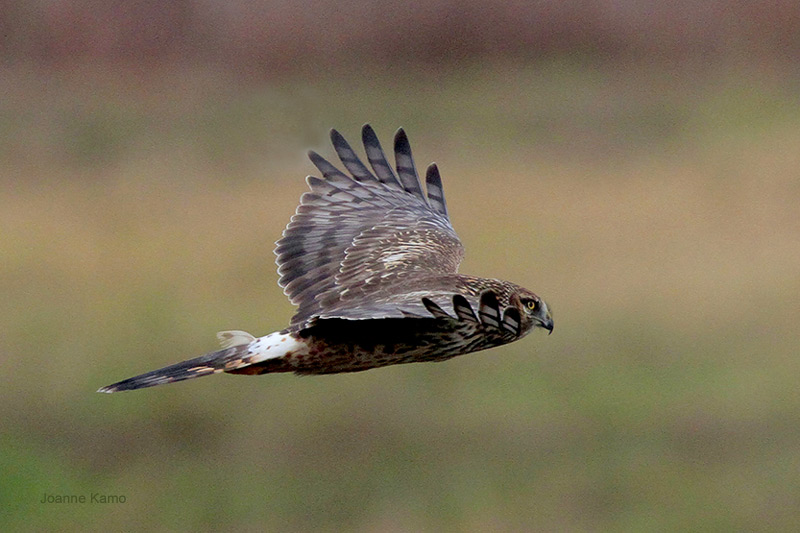 Northern Harrier