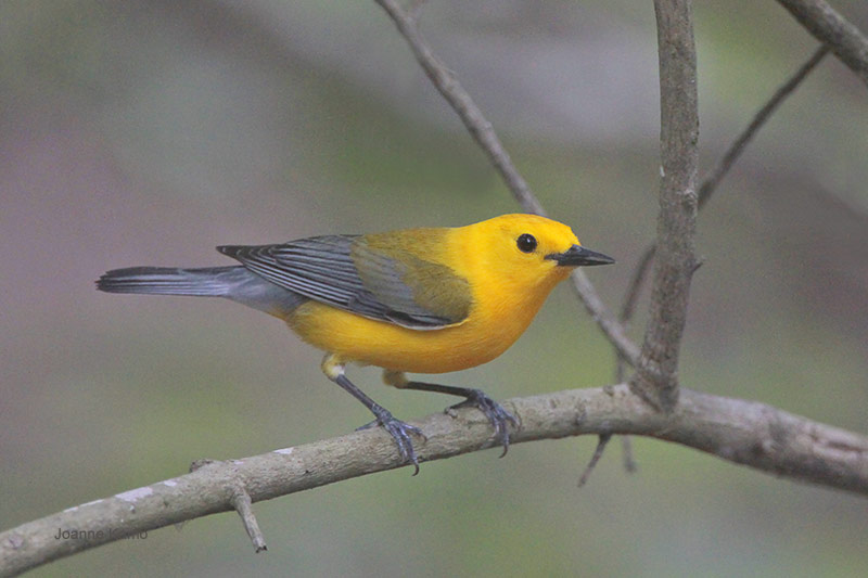 Prothonotary Warbler