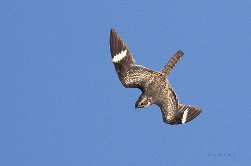 Common Nighthawk Diving
