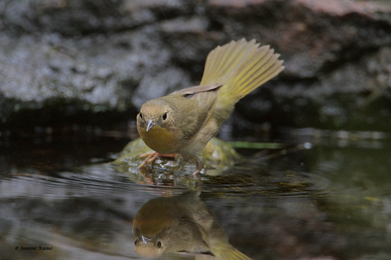 Common Yellowthroat Warbler