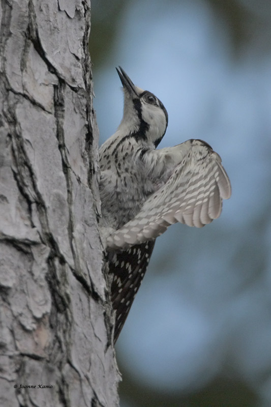 Red-Cockaded Woodpecker