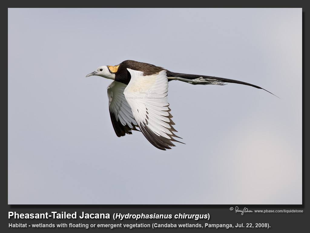 Pheasant-tailed_Jacana-KZ2L0407-1200x800.jpg