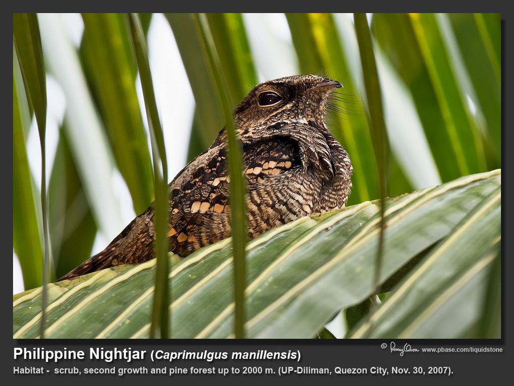 Philippine_Nightjar-IMG_6058.jpg