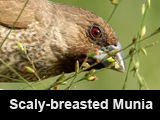 Scaly-breasted Munia