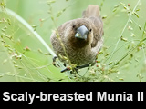 Scaly-breasted Munia II