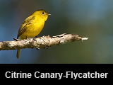 Citrine Canary-Flycatcher