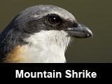 Mountain Shrike