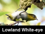 Lowland White-eye 
