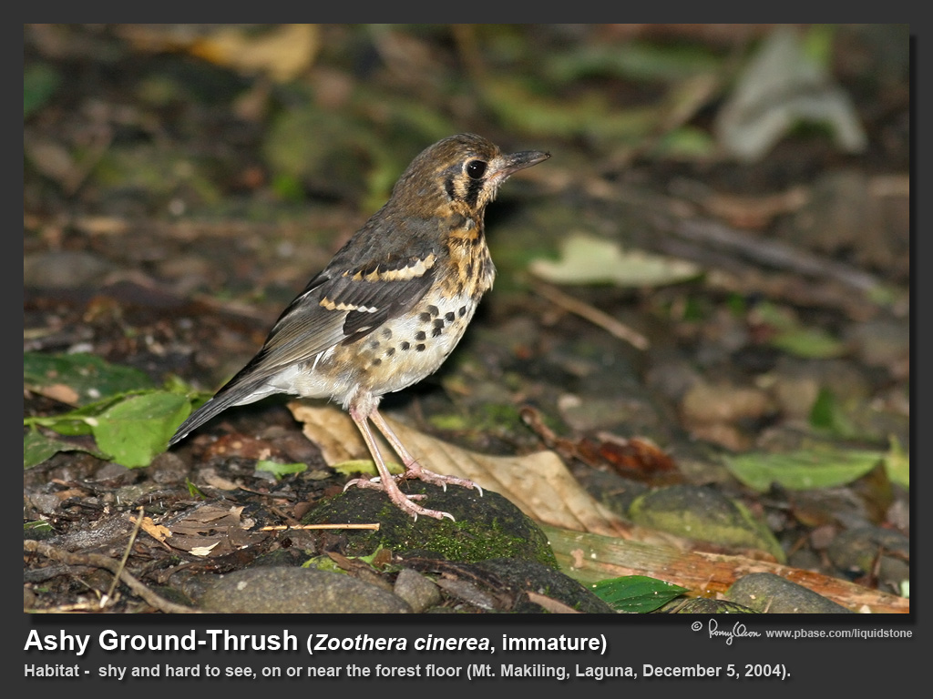 Ashy Ground-Thrush-IMG_0163