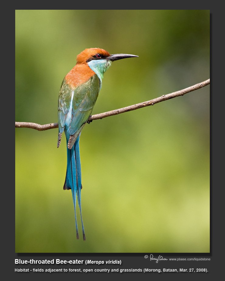 Blue-throated_Bee-eater-IMG_3699.jpg