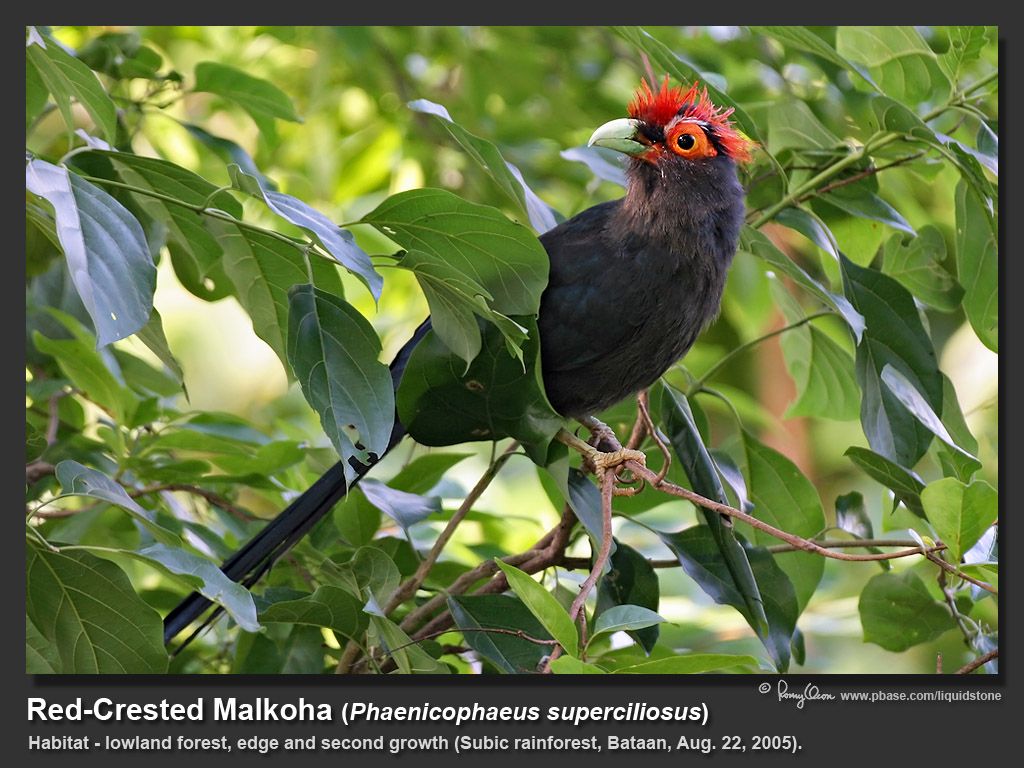Red-created_Malkoha-IMG_4529.jpg
