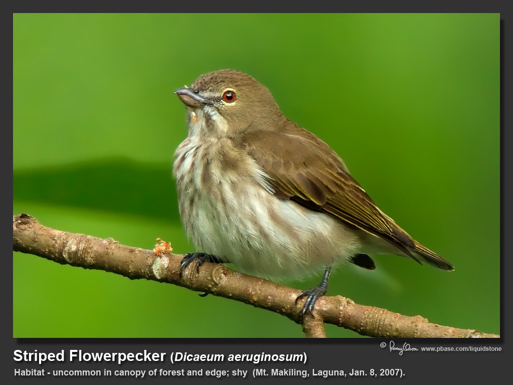 Striped_Flowerpecker-IMG_7230.jpg