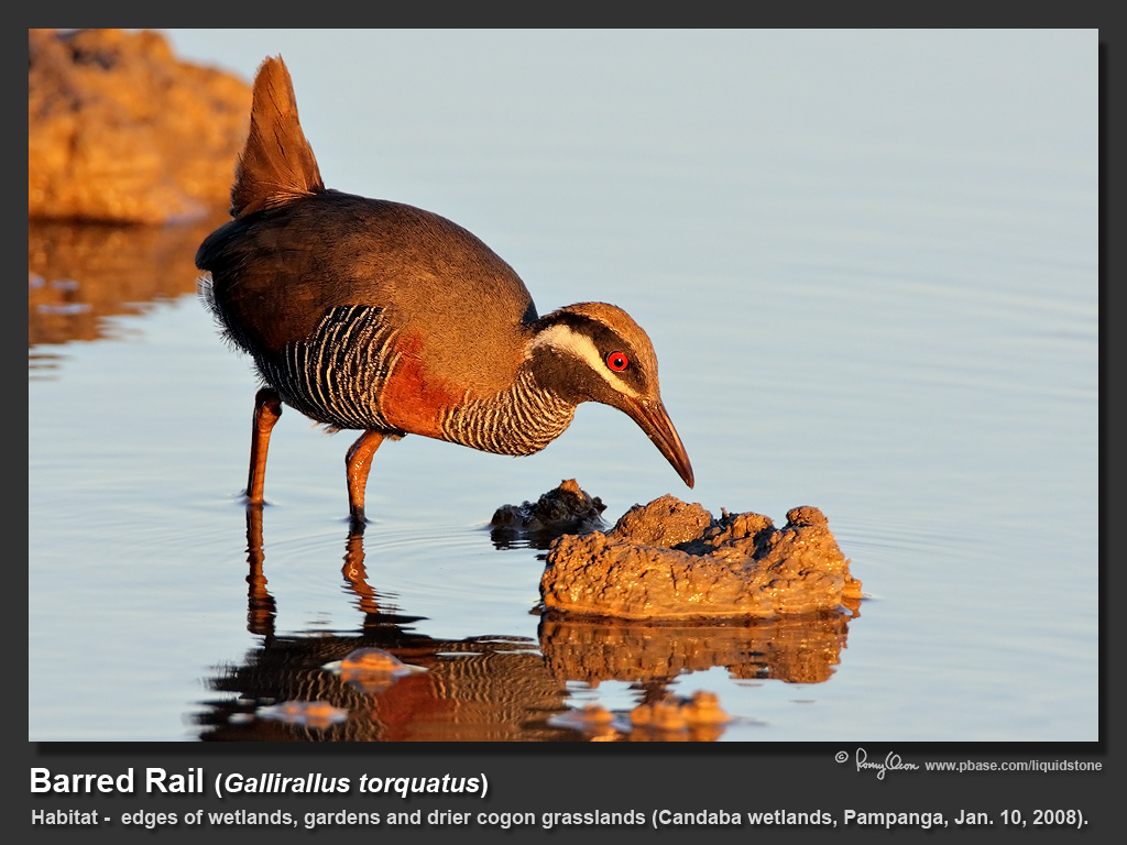 Barred_Rail-IMG_9849.jpg