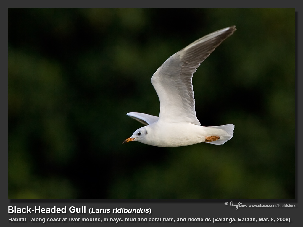 Black-headed_Gull-KZ2L1425.jpg