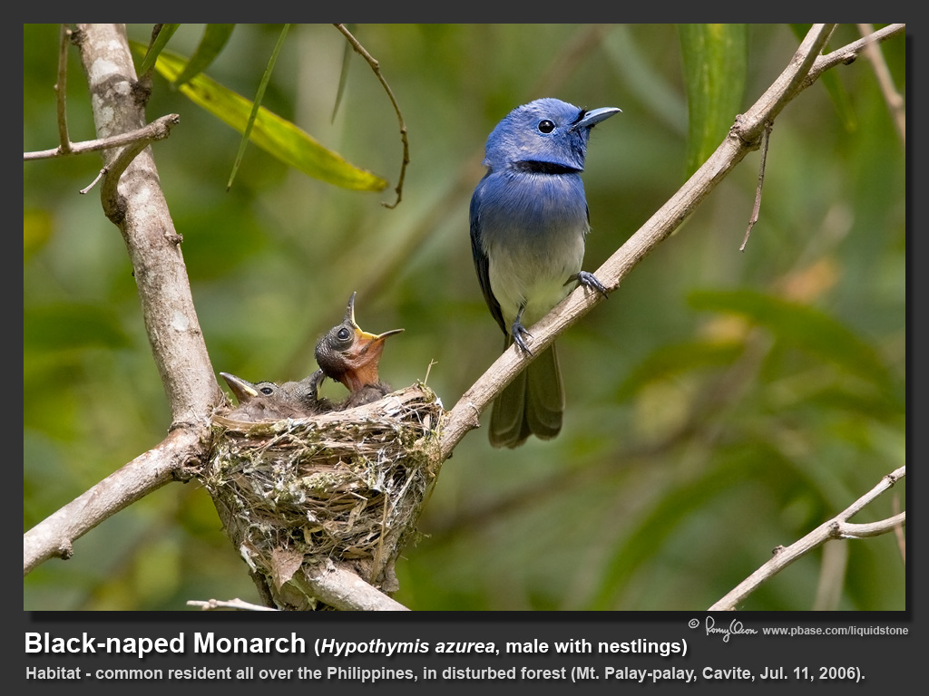 Black-naped_Monarch-IMG_9827.jpg