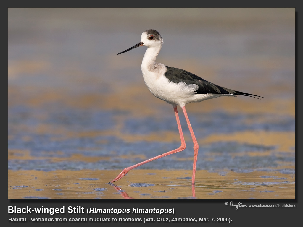 Black-winged_Stilt-KZ2L1839.jpg