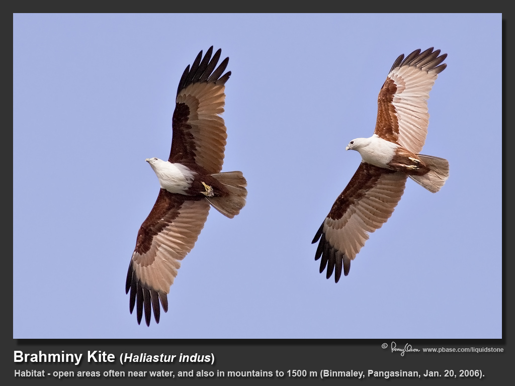 Brahminy_Kite-KZ2L1124.jpg