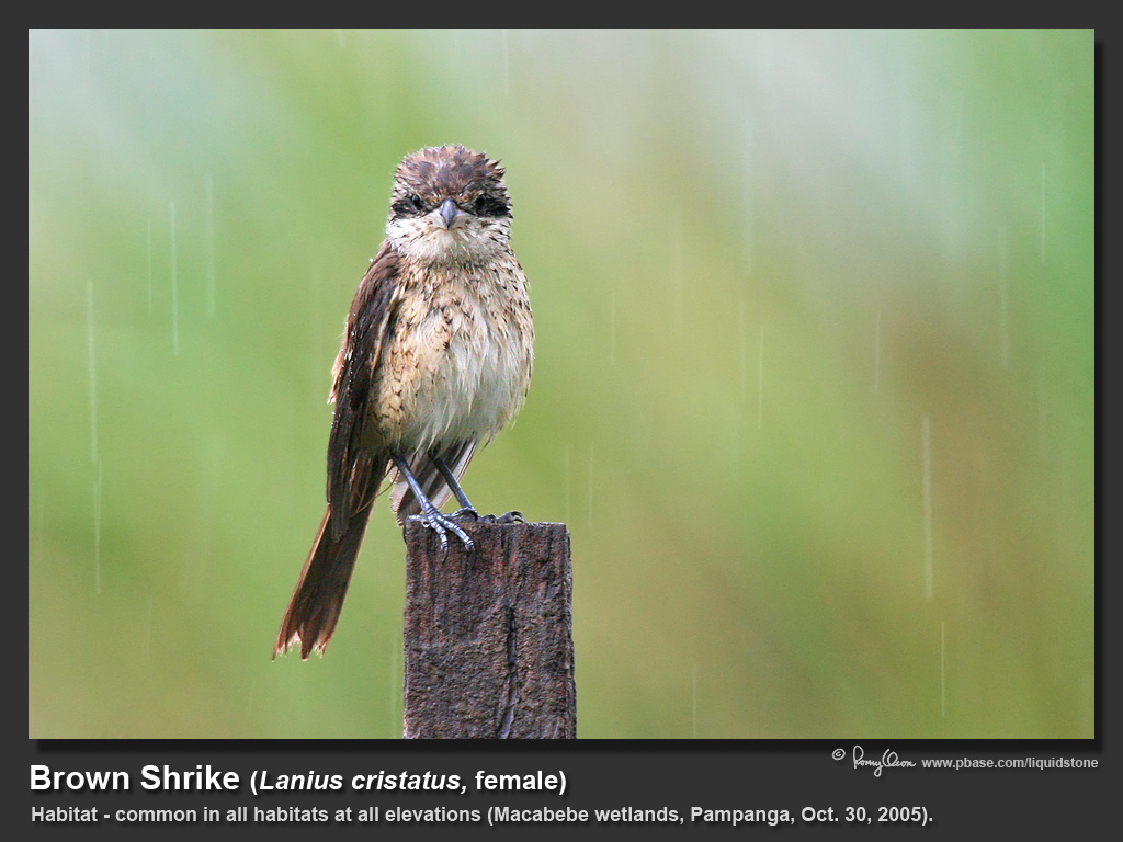 Brown_Shrike-IMG_7777.jpg