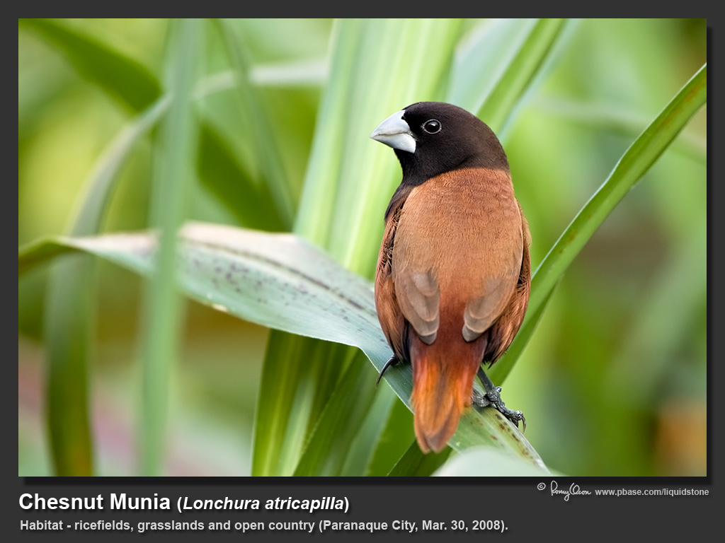 Chestnut_Munia-IMG_4225.jpg