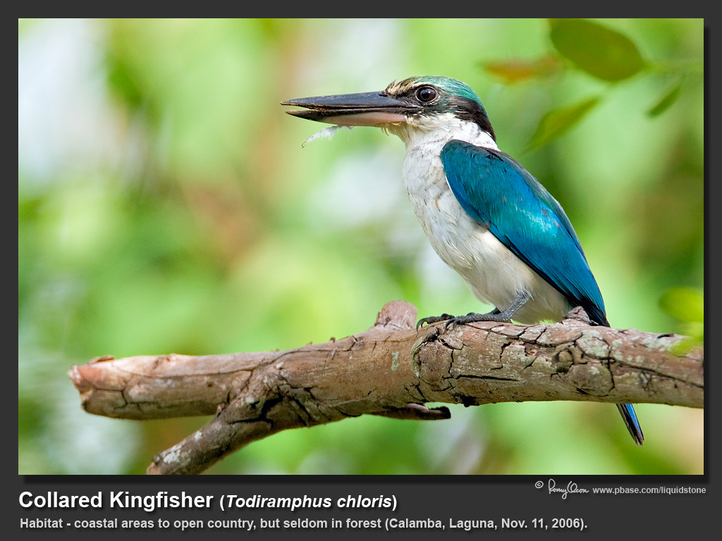 Collared_Kingfisher-IMG_2284.jpg