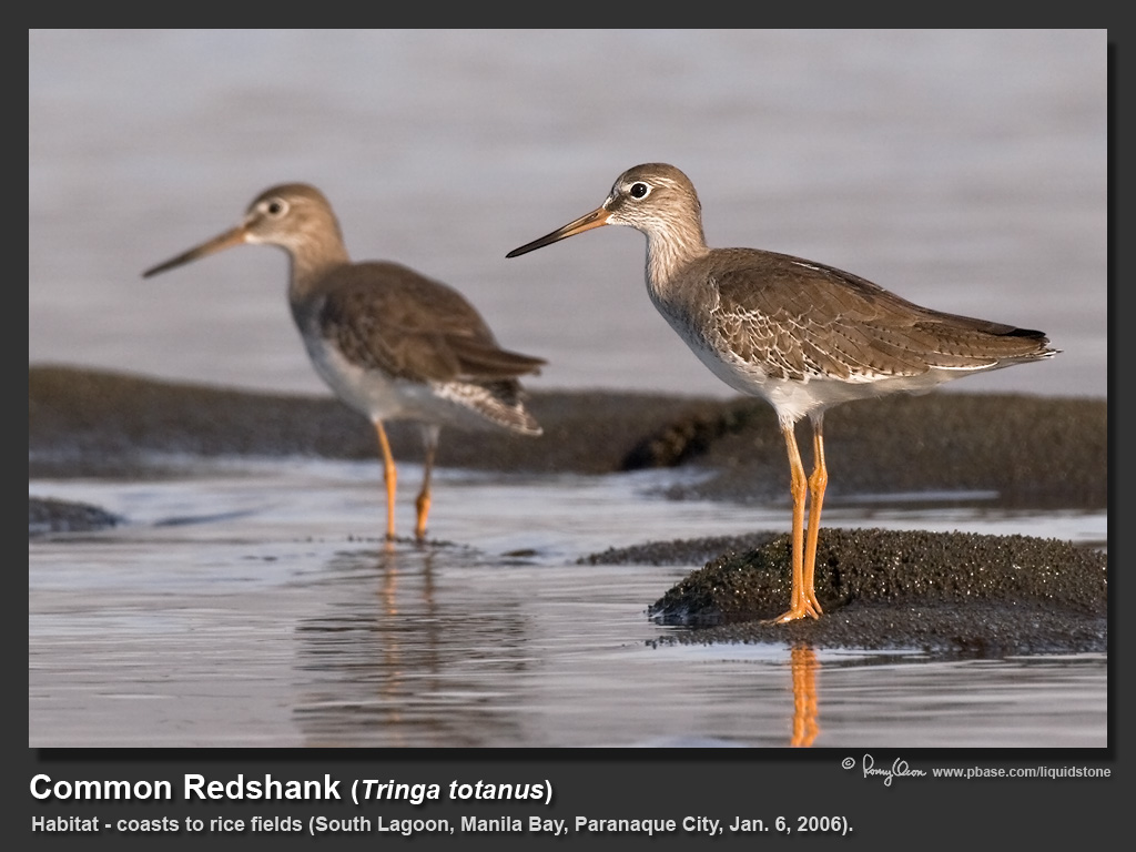 Common_Redshank-IMG_9353.jpg
