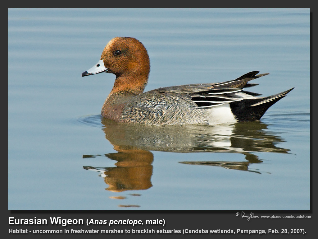 Eurasian_Wigeon-IMG_5634.jpg