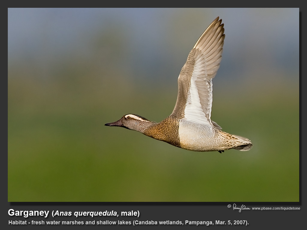 Garganey-KZ2L3319.jpg