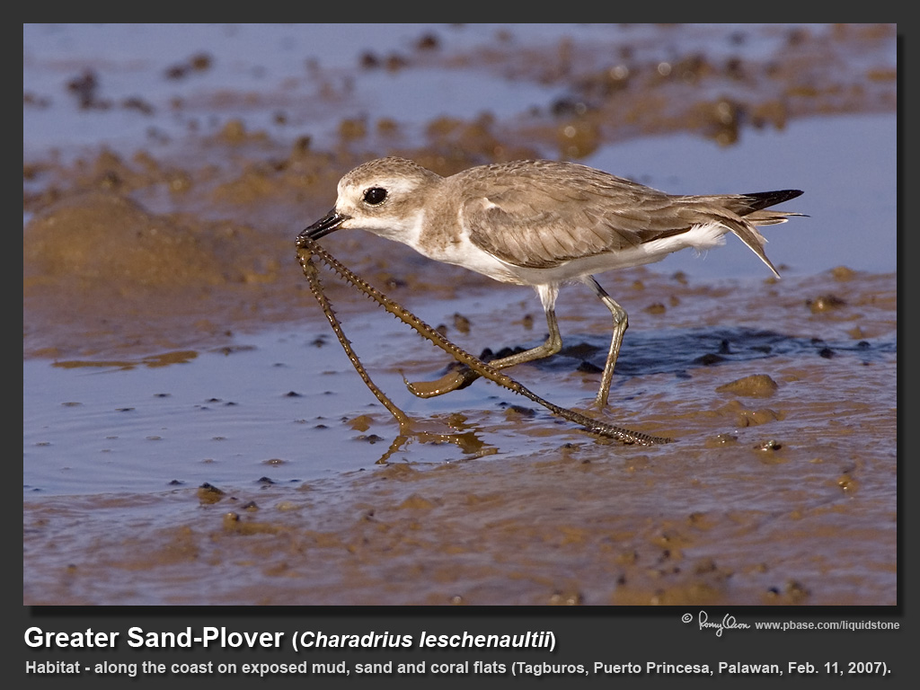 Greater_Sand-Plover-KZ2L0123.jpg