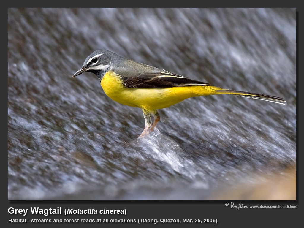 Grey_Wagtail-IMG_8604.jpg