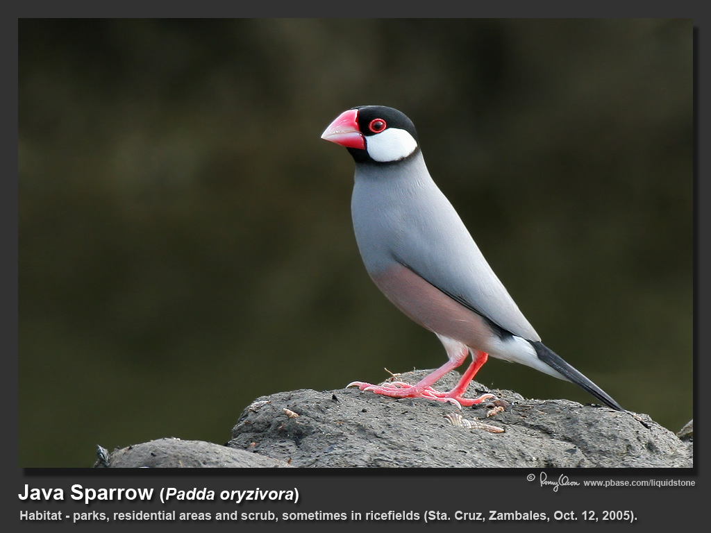 Java_Sparrow-IMG_6486.jpg