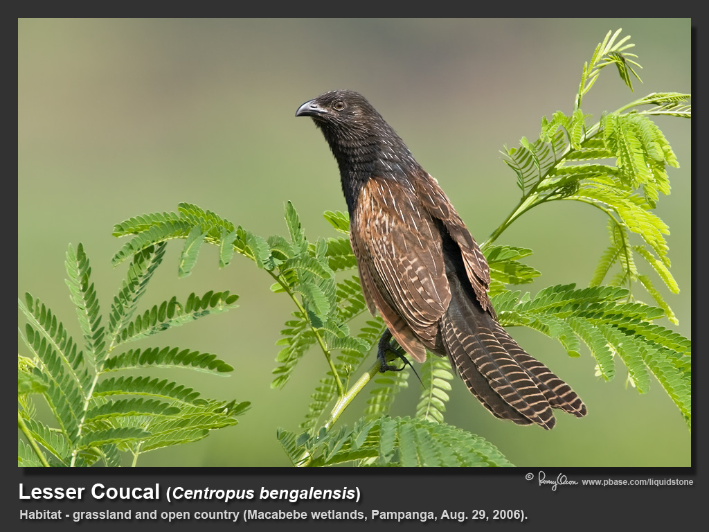Lesser_Coucal-IMG_0416.jpg