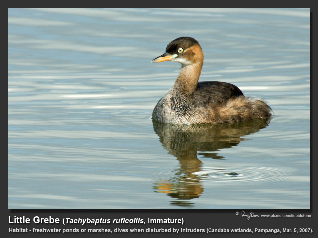 Little_Grebe-IMG_6016.jpg