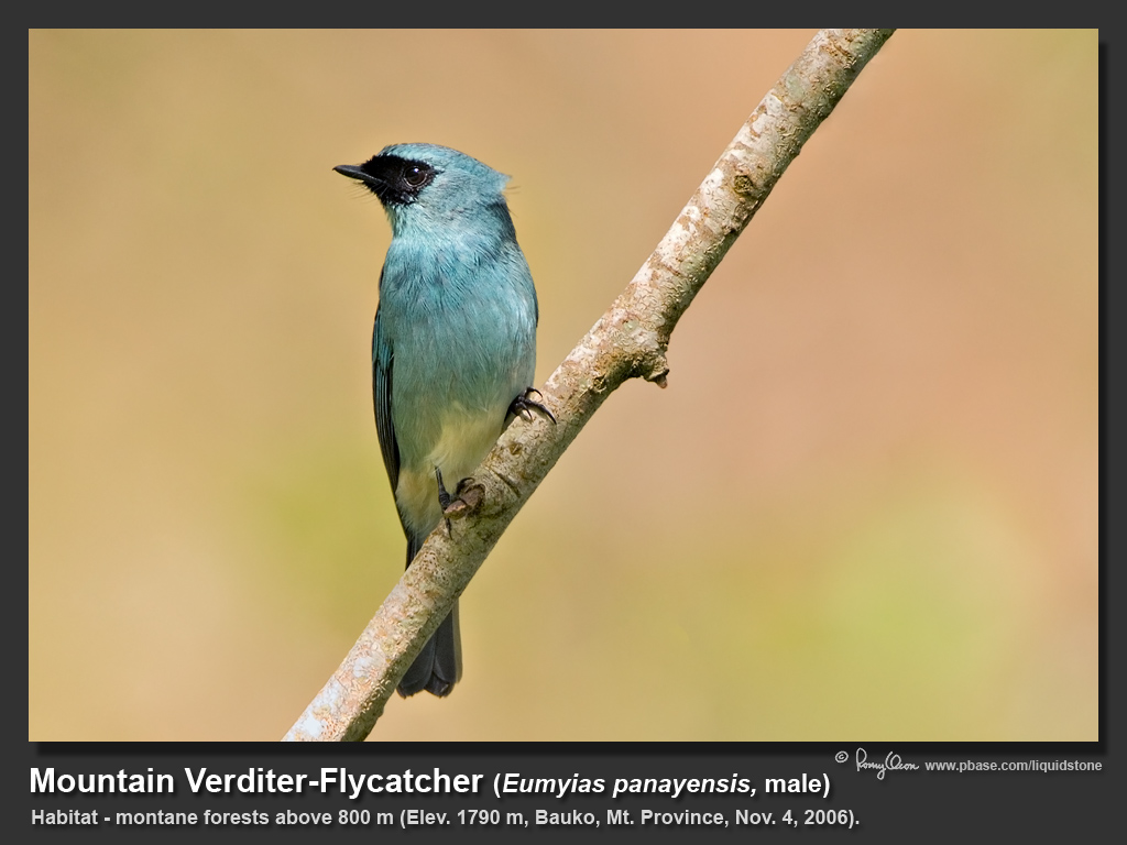 Mountain_Verditer-Flycatcher-IMG_1818.jpg