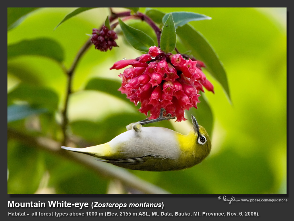 Mountain_White-eye-IMG_2241.jpg