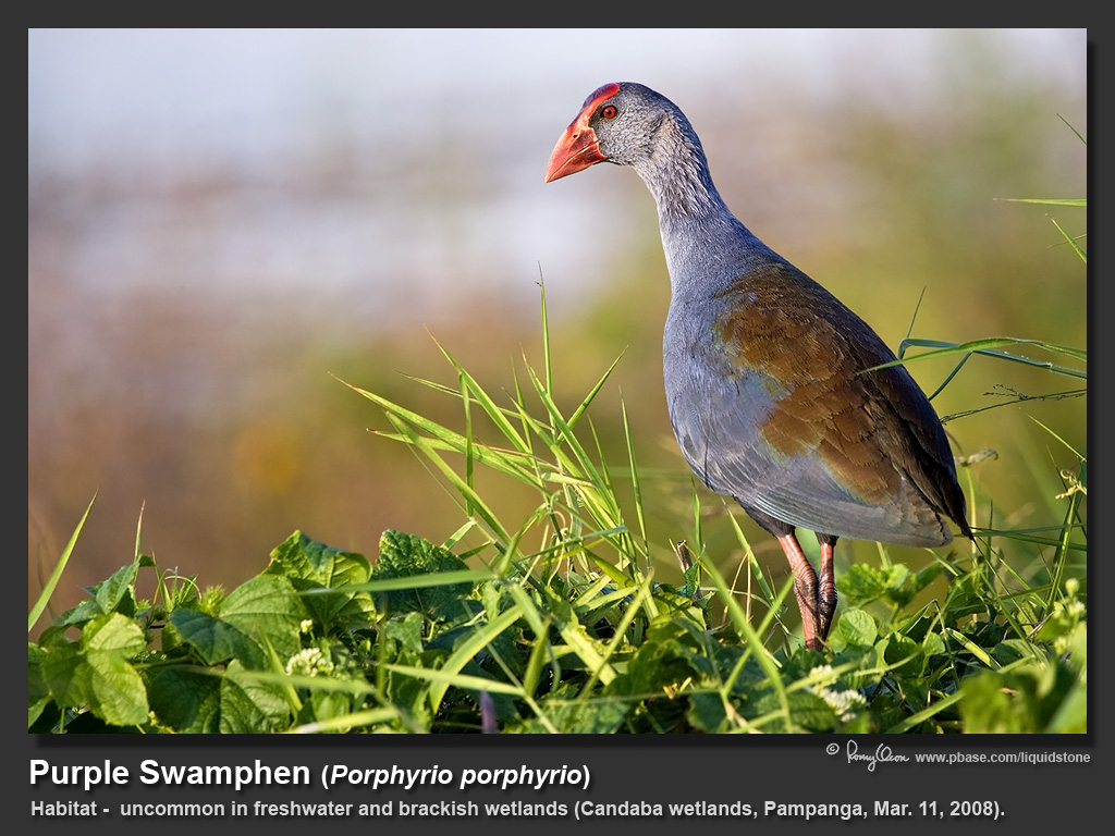 Purple_Swamphen-KZ2L3392.jpg