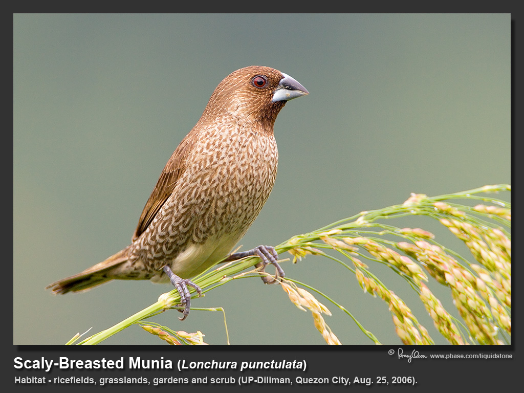Scaly-breasted_Munia-IMG_0249.jpg