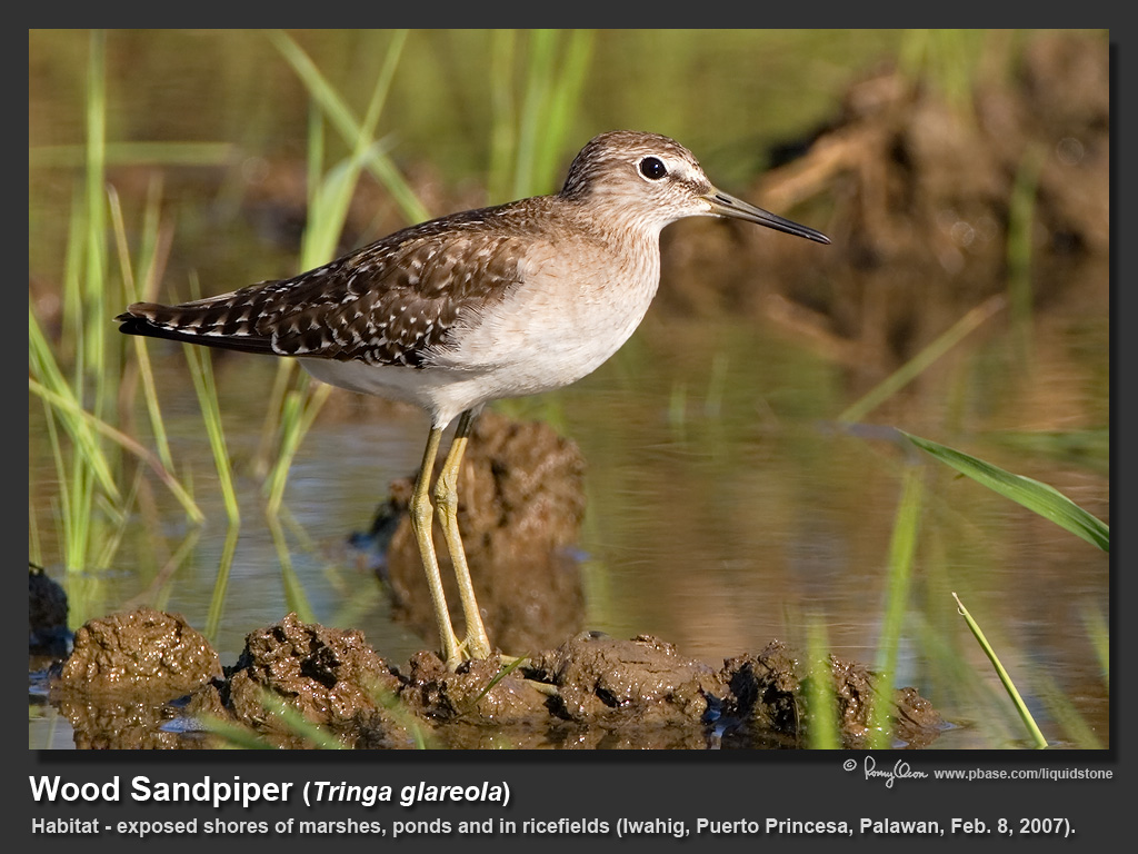 Wood_Sandpiper-IMG_6485.jpg