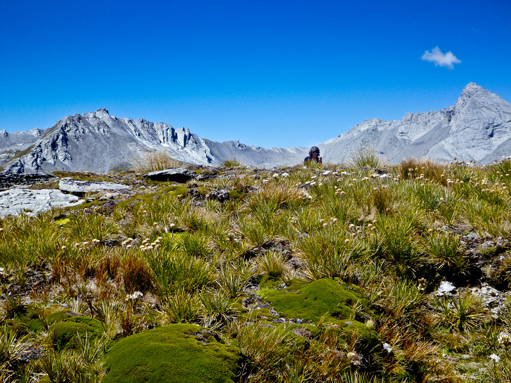 25. Alpine meaow.jpg