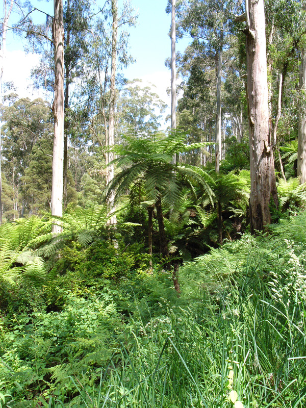 Ferntree
