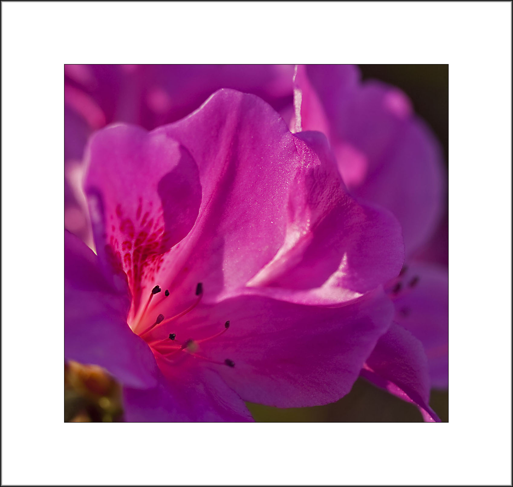 <font size=3><i>Spring Sunlight in Rhododendron