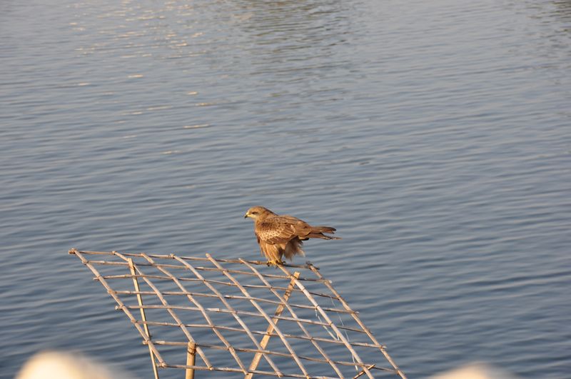 DSC_0782.jpg