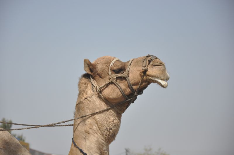 DSC_0036_2.jpg