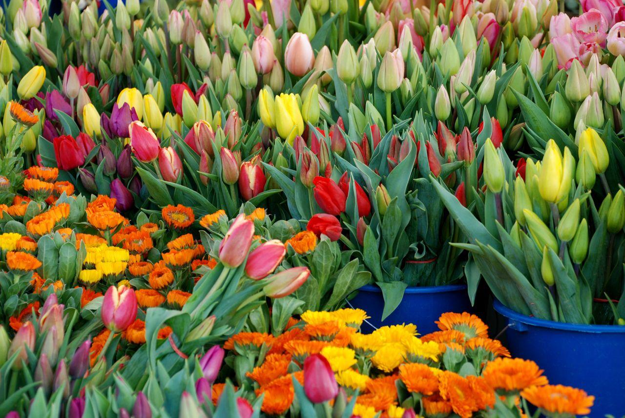 Fort Mason Farmers Market